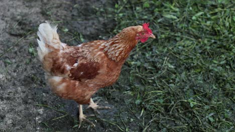 many red chickens on a summer day in the village