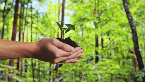 close up of black dirt mud with a tree sprout in farmer's hands in the forest