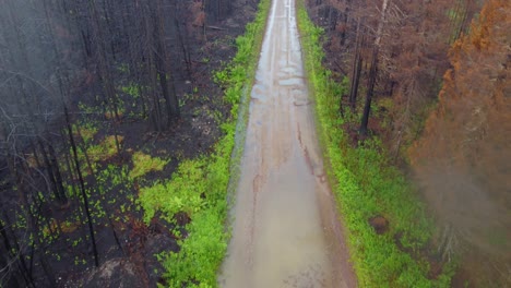 Camino-Fangoso-En-Medio-De-Un-Bosque-Húmedo-Sin-Hojas,-Aéreo