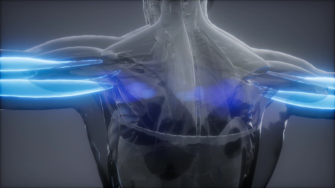 트라이세프스 - 눈에 보이는 근육 해부학 지도