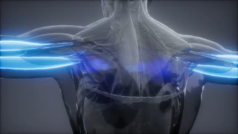 tríceps - mapa de la anatomía muscular visible