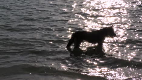 dog relaxing in the sea