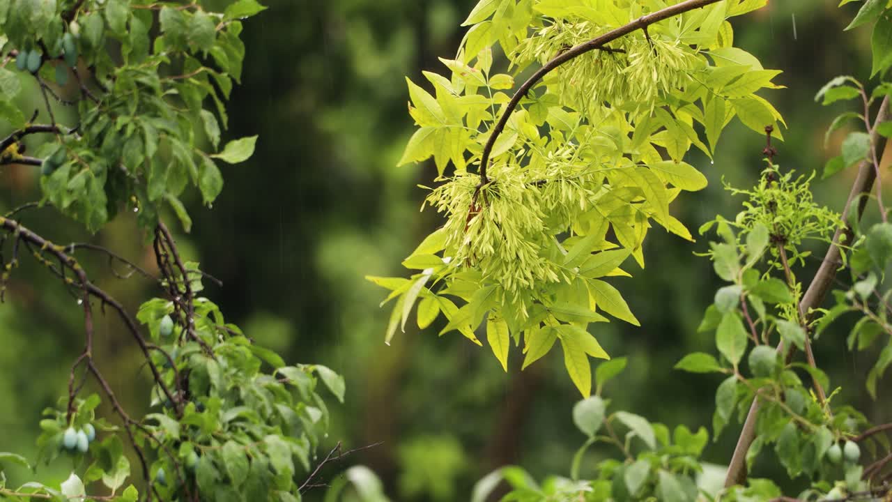 gotas de agua fijadas en hojas verdes con líneas punteadas de chorros de lluvia en el fondo - de cerca