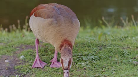 an egyptian goose bird animal grazing in the natural environment near the river water in wildlife cinematic style