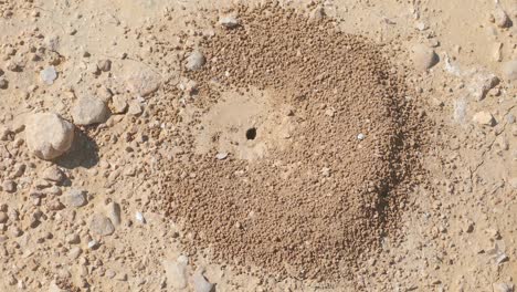 small ants colony who is builds his new anthill in the desert