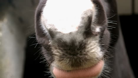 Close-up-of-head-horse