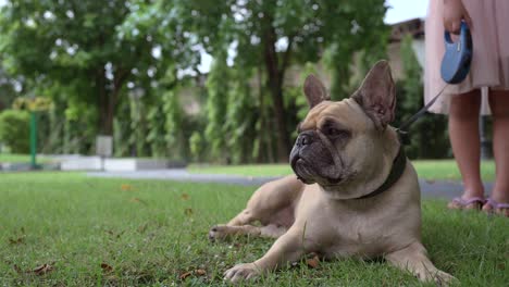 french bulldog lying at grass field on a leash with little girl.