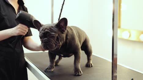 el aseo del bulldog francés