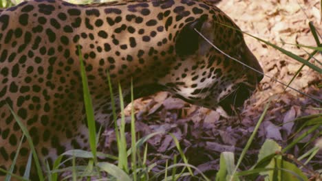 un jaguar macho cautivo comiendo un pedazo de carne