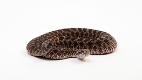 massasuaga rattlesnake begins shaking tail - side profile - isolated on white background