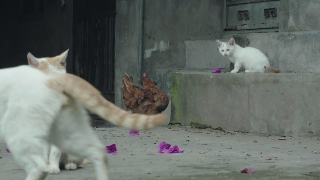 세 마리의 고양이 가족