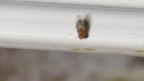 vista macro de arriba hacia abajo de la mosca de la fruta frotando las patas traseras en el alféizar de la ventana