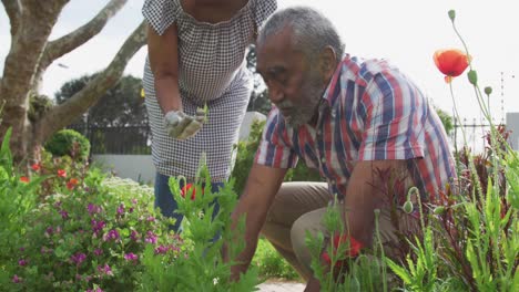 Animation-Eines-Afroamerikanischen-Seniorenpaares,-Das-Im-Garten-Arbeitet-Und-Blumen-Pflanzt