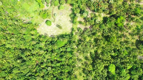 Green-lush-vegetation-texture-with-palm-trees-and-tropical-plants-on-hills-of-island-on-a-sunny-summer-day,-Thailand