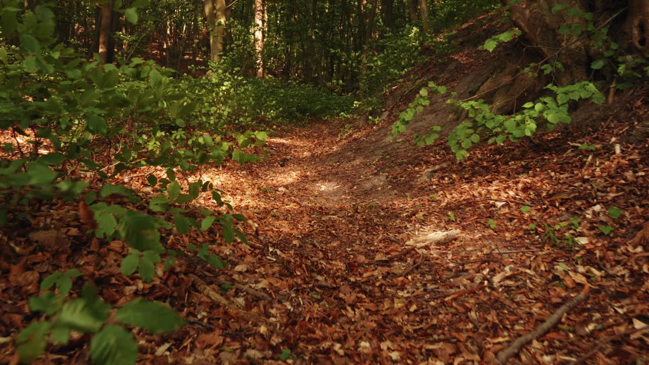 Passeggiata nel bosco tra foglie secche che cadono