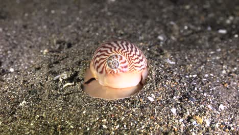 lined moon snail digging in sand on volcanic reef at night