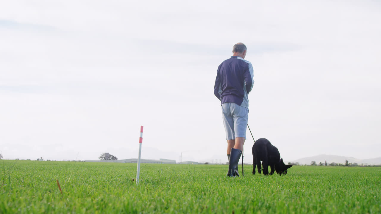 perro pastor caminando con su dueño en la granja 4k