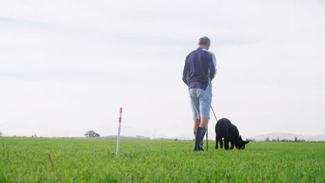 shepherd dog walking with his owner in the farm 4k