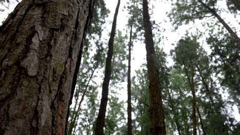 árbol de pino en lo profundo de un bosque