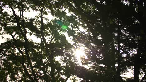 luz del sol a través de árboles azotados por el viento 01