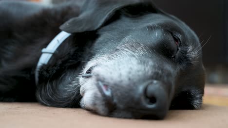 Una-Vista-Cercana-De-Un-Perro-Negro-Mayor-Somnoliento-Mientras-Yace-En-El-Piso-De-Una-Casa