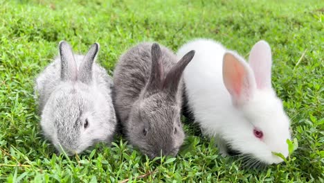 three cute bunnies foraging in green grass