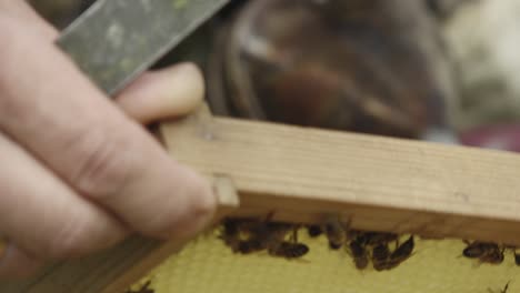 bees on bee cages