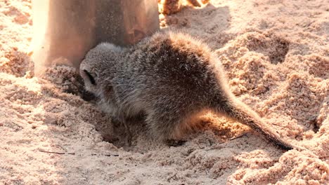 meerkat digging near a pole in the sand