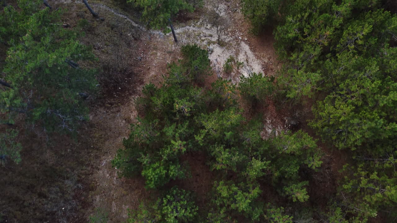 bosque de pinos verdes tiro de drones volando
