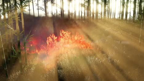 wind blowing on a flaming bamboo trees during a forest fire