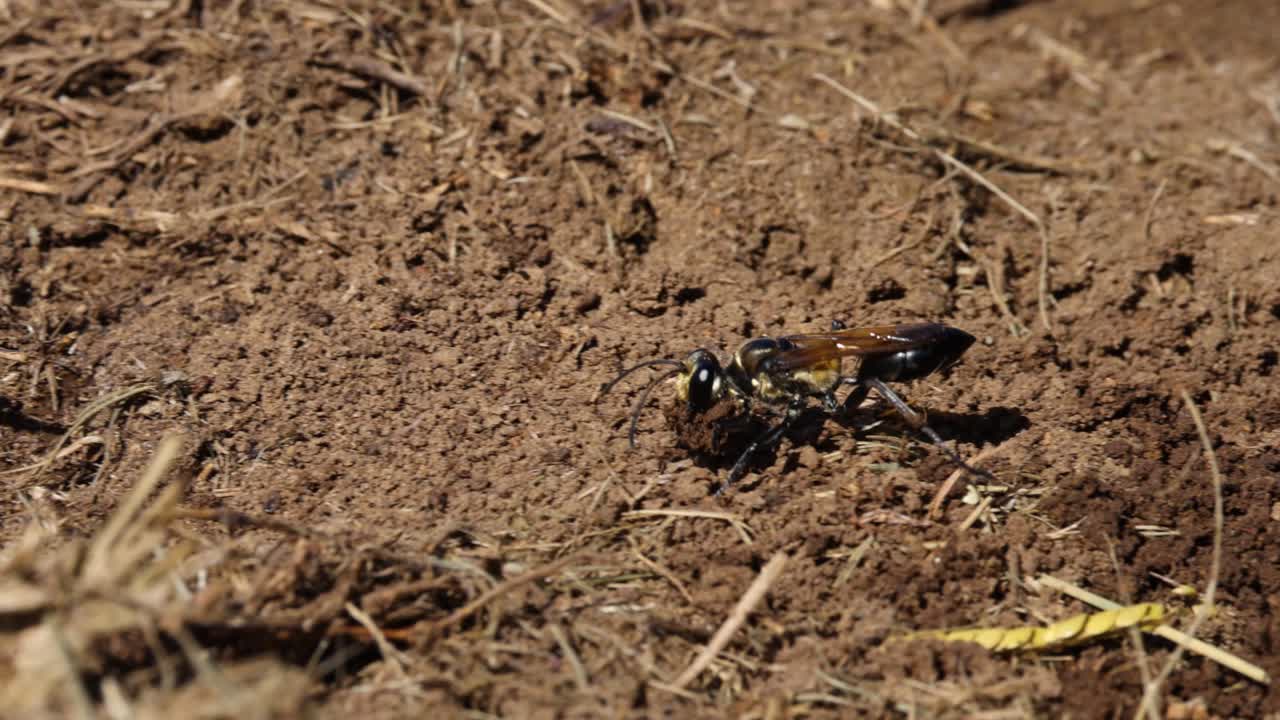 la avispa construye un nido a lo largo del tiempo