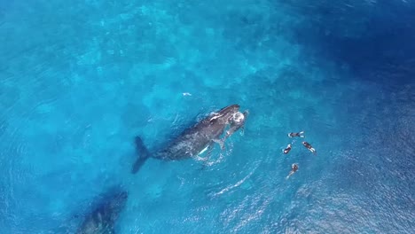 snorkeling by humpback whales family in tonga blue waters, aerial shot