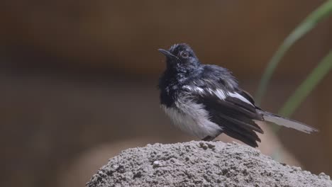 Urraca-robin-Oriental-Acicalándose-A-Sí-Mismo