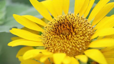 girasol se balancea en el viento