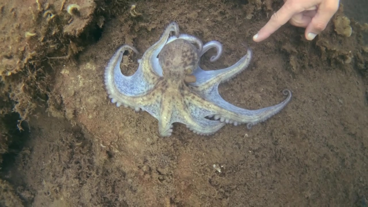 Octopus displaying natural camouflage on the ocean floor, blending with rocky substrate and marine plant life. Underwater wildlife