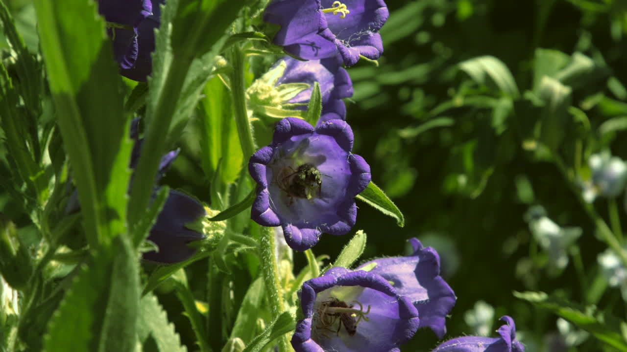 abejas en flores de campana moradas