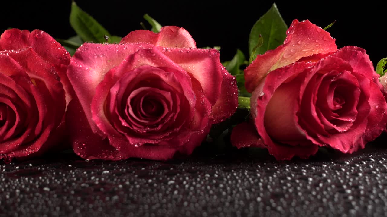 Rose rosse su sfondo nero