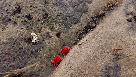 Trombidiidae-Paar,-Bekannt-Als-Rote-Samtmilbe,-Echte-Samtmilbe-Oder-Regenwanze,-Spinnentier,-Das-In-Bodenverfolgungsaufnahmen-Gefunden-Wurde