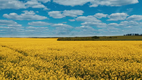 field blossom yellow in the farmland. flight over the farmland. beautiful scenery of yellow field under blue sky. aerial view.