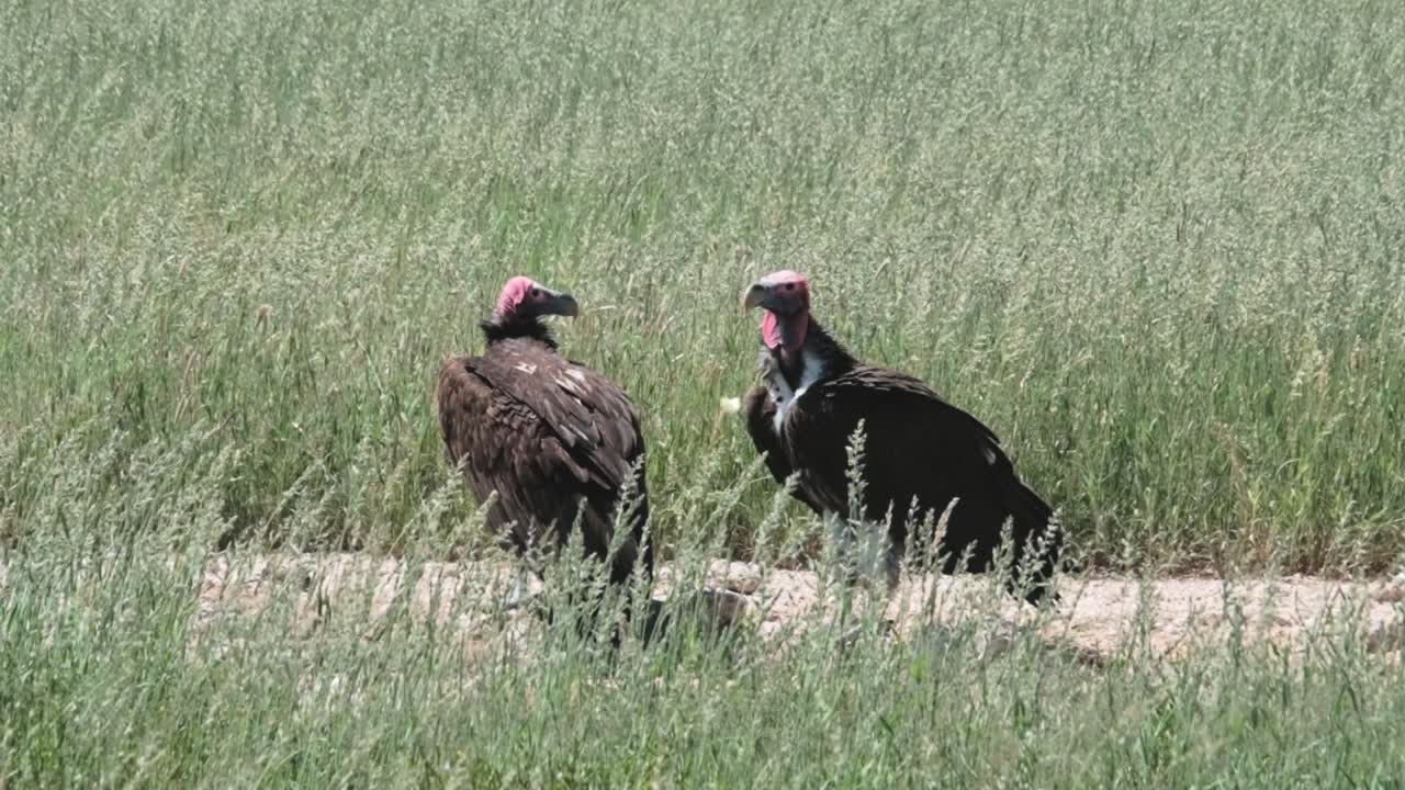 Two vultures at a watering hole in the Kalahari national park
