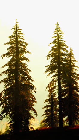 a scenic view of tall pine trees silhouetted against a yellow sunset sky