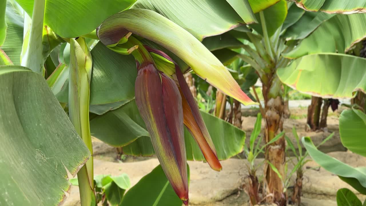 Banana Flower Growing on Tree in Tropical Plantation – 4K Botanical Close-Up