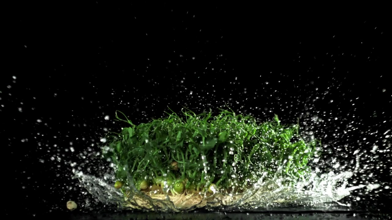 Microgreens freschi di germogli di pisello che schizzano nell'acqua su sfondo nero