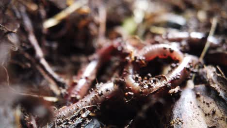 african night crawler earth worms digging through the top soil laden with decomposing materials