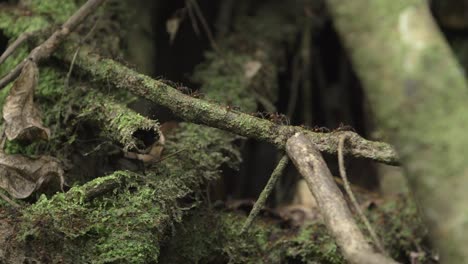 ants walk on a tree root in the jungle of peru in full hd