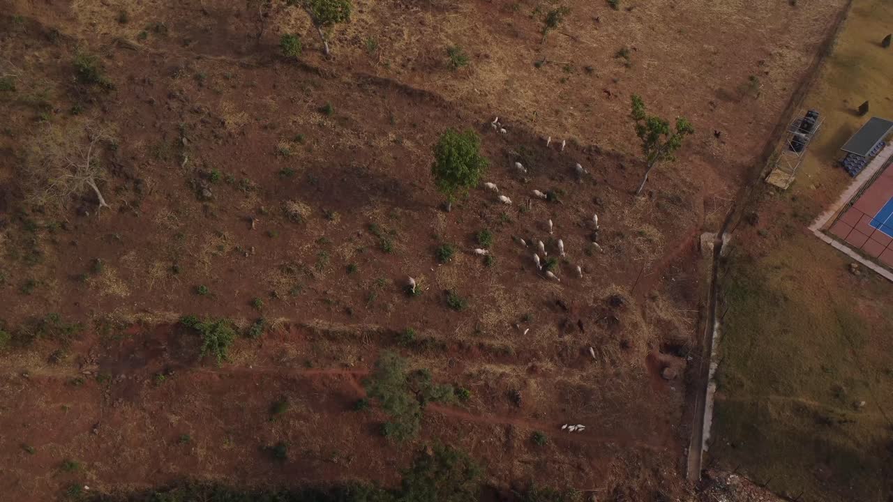 Breathtaking View of Cows relaxing on Beautiful Brown Sand. Cows Scattered Gracefully on Sandy Sand. Cows Grazing Across Beautiful Sandy Terrain. Golden Landscape with Cows on Stunning Brown Sand.
