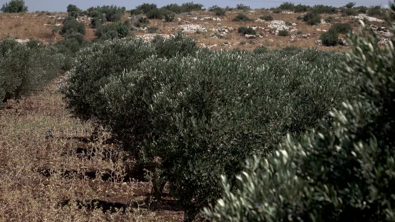 grandes olivos en un bosque en israel