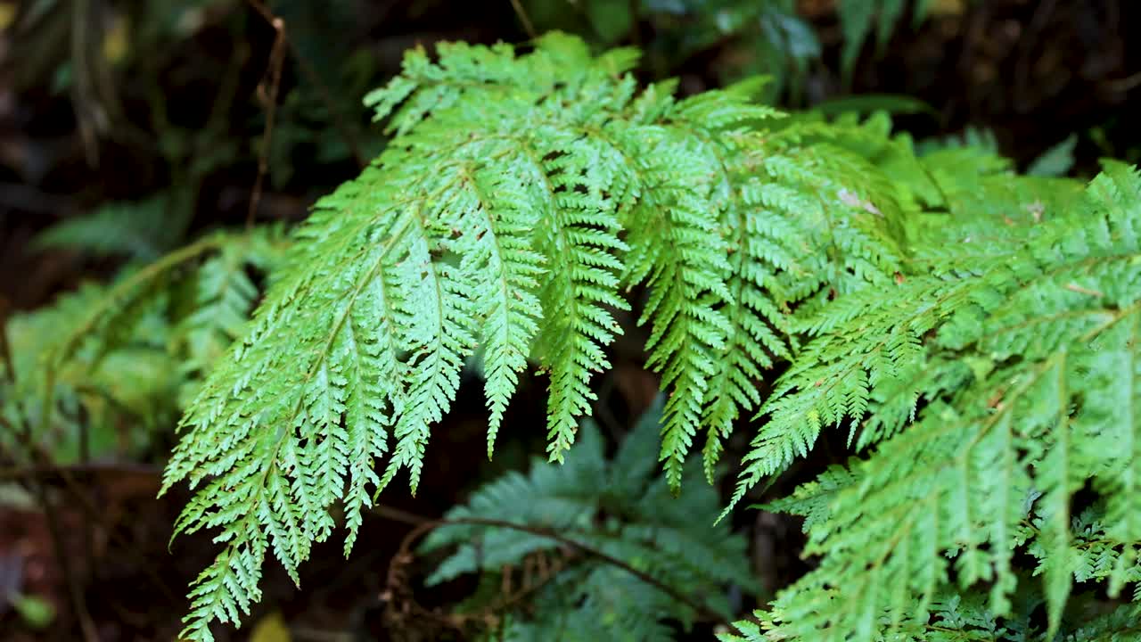 Close-up of vibrant green fern leaves gently moving in the wind, natural daylight, steady camera, moist forest floor, tranquil atmosphere
