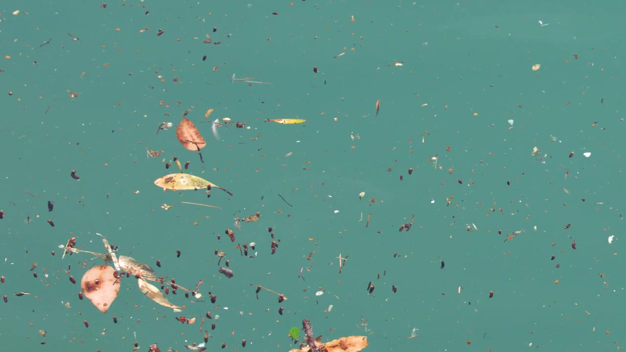 Overhead view of organic debris and fall leaves drifting on turquoise sea water in Cassis.