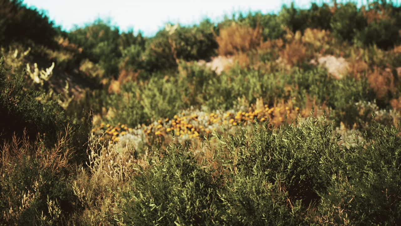 Beach dunes with long grass